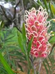 Grevillea misty-pink גרווילאה מיסטי פינק