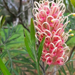 Grevillea misty-pink גרווילאה מיסטי פינק