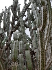 cereus peruvianus צראוס פרואני