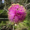 Melaleuca pentagona מללויקה אמירית