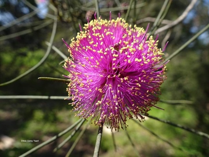 Melaleuca pentagona מללויקה אמירית