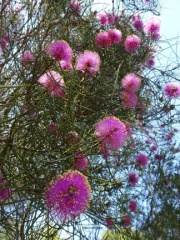 Melaleuca pentagona מללויקה אמירית