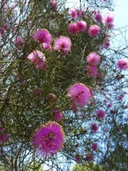 Melaleuca pentagona מללויקה אמירית