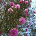 Melaleuca pentagona מללויקה אמירית