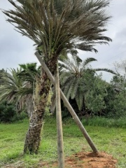 Butia בוטיה