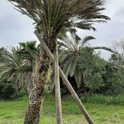 Butia בוטיה