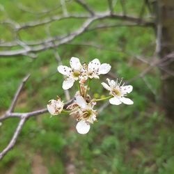 Pyrus calleryana אגס קלרי