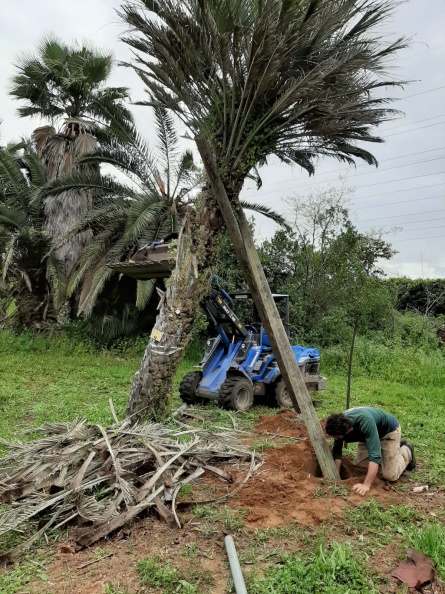 Butia  B בוטיה.jpg