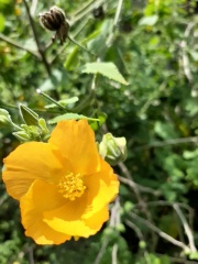 Abutilon Striatum אבוטילון מפוספס