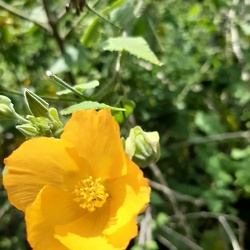 Abutilon אבוטילון