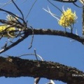 Hakea chordophylla הקיאה צהובת שיבולים B
