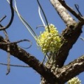 Hakea chordophylla הקיאה צהובת שיבולים A