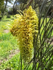 Hakea chordophylla הקיאה צהובת שיבולים