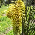 Hakea chordophylla הקיאה צהובת שיבולים.jpg