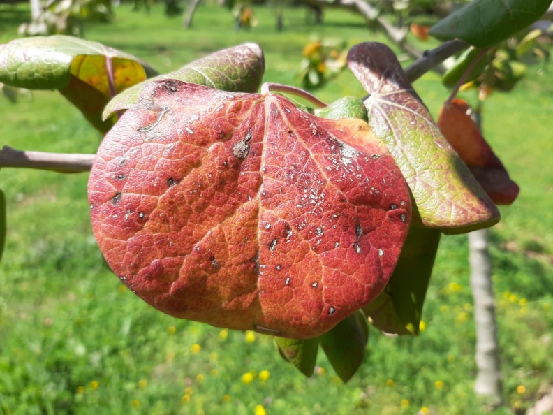 jatropha cinerea יתרופית מאפירה.jpg