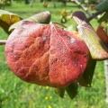 jatropha cinerea יתרופית מאפירה