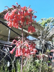 Kalanchoe fedtschenkoi ניצנית מגוונת