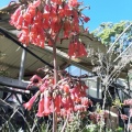 Kalanchoe fedtschenkoi ניצנית מגוונת