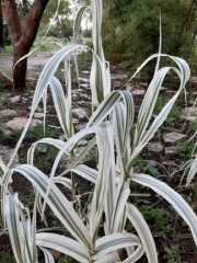 Arundo variegated עבקנה מגוון