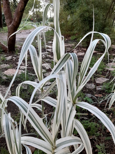 Arundo variegated עבקנה מגוון.jpg