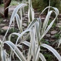 Arundo variegated עבקנה מגוון