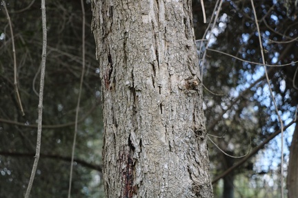 Dalbergia sissoo דלברגיה  סיסם הודי