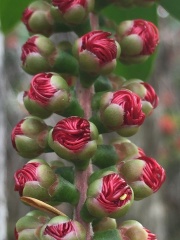 Callistemon pollandii קליסטמון פולנד