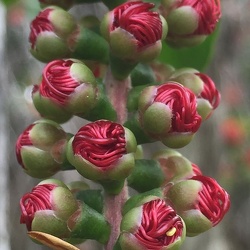 Callistemon קליסטמון 