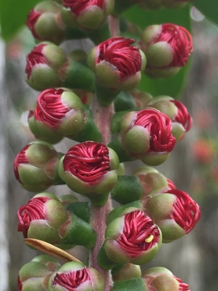Callistemon pollandii קליסטמון פולנד צילום דקלה ליבני יערי Callistemon pollandii קליסטמון פולנד.jpg