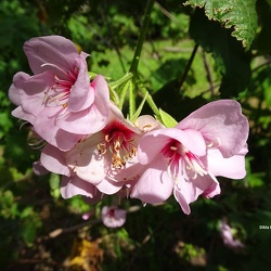 Dombeya burgessiae דומביאה בורגס