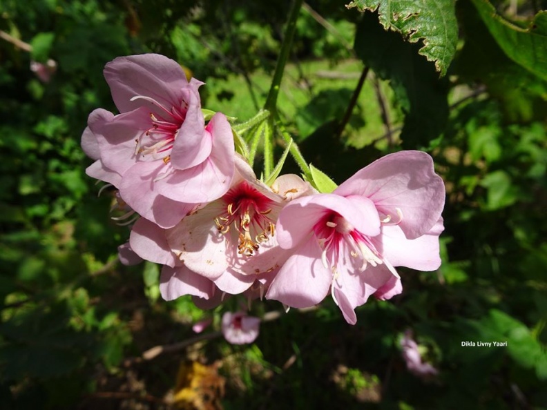 Dombeya burgessiae דומביאה בורגס.jpg