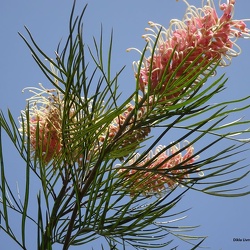 Grevillea banksii גרוויליאה בנקס