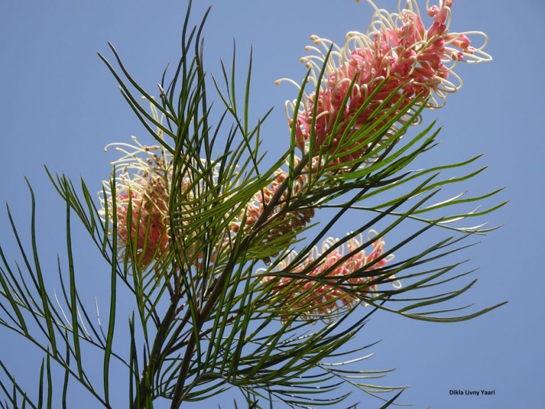 Grevillea banksii גרוויליאה בנקס.jpg