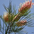 Grevillea banksii גרוויליאה בנקס.jpg