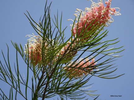 Grevillea banksii גרוויליאה בנקס