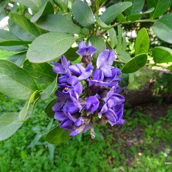 Sophora secundiflora סופורה אמריאית