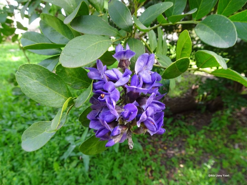 sophora secundiflora סופורה אמריקאית.jpg