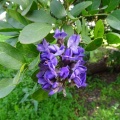 sophora secundiflora סופורה אמריקאית