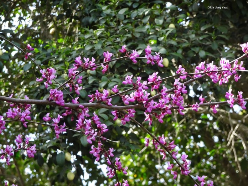 Cercis canadensis כליל קנדי.jpg