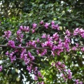 Cercis canadensis כליל קנדי