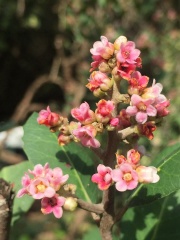 rhus integrifolia אוג תמים