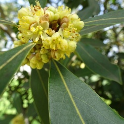 laurus canariensis ער קנרי