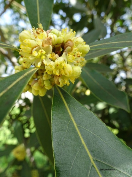 laurus canariensis ער קנרי.jpg