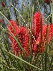 Hakea bucculenta הקיאה אדומת שיבולים