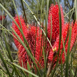 Hakea bucculenta הקאה אדומת שיבולים