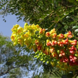 Caesalpinia spinosa קסאלפיניה קוצנית