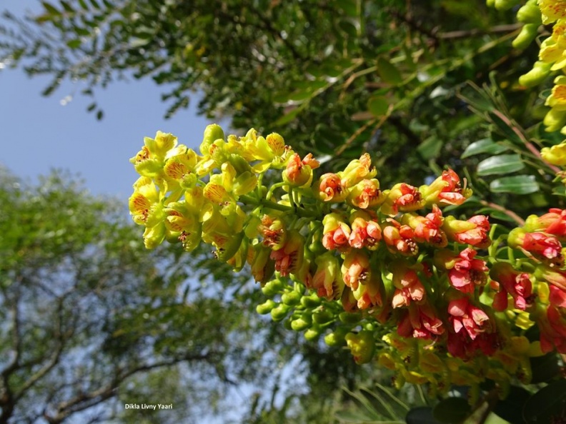 Caesalpinia spinosa קסאלפיניה קוצנית.jpg