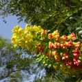 Caesalpinia spinosa קסאלפיניה קוצנית.jpg