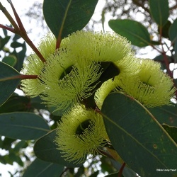 Eucalyptus woodwardii אקליפטוס וודוורד