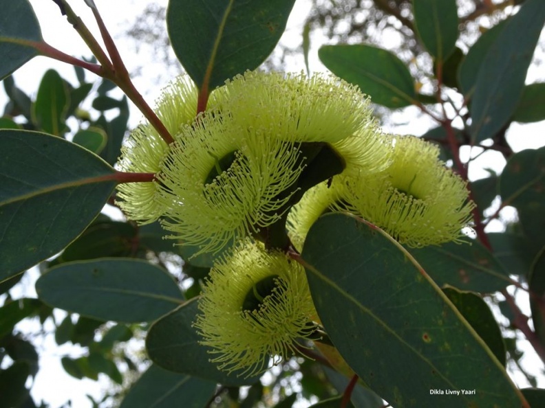 Eucalyptus woodwardii אקליפטוס וודוורד.jpg